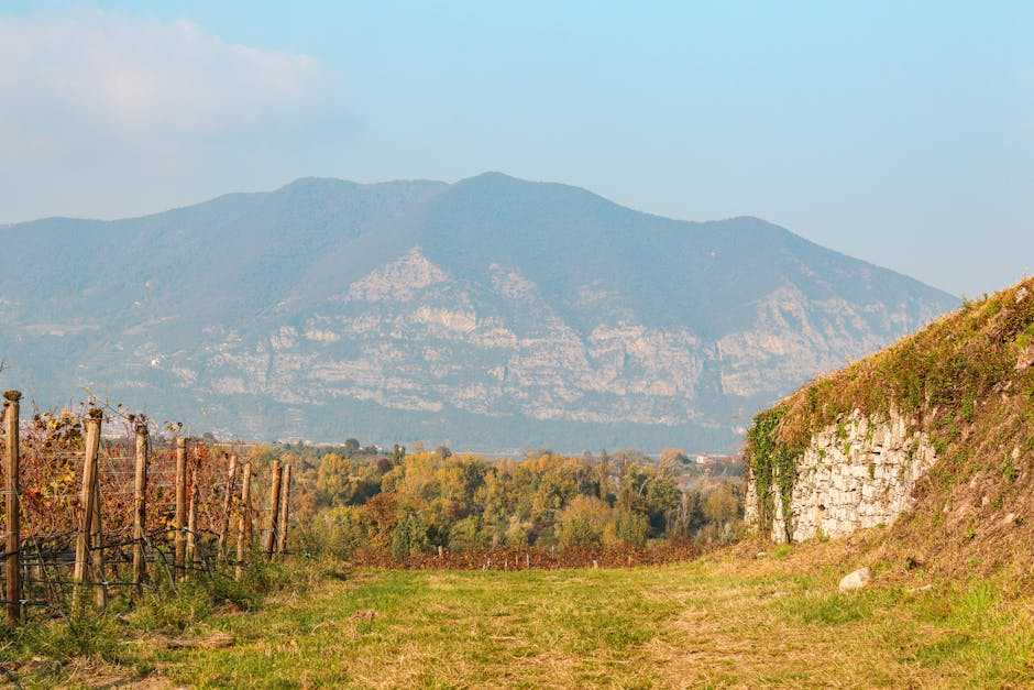 bolgheri wine