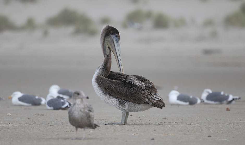 wildlife conservation
